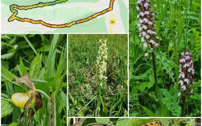 Orchideen-Wanderung durch das Leutratal